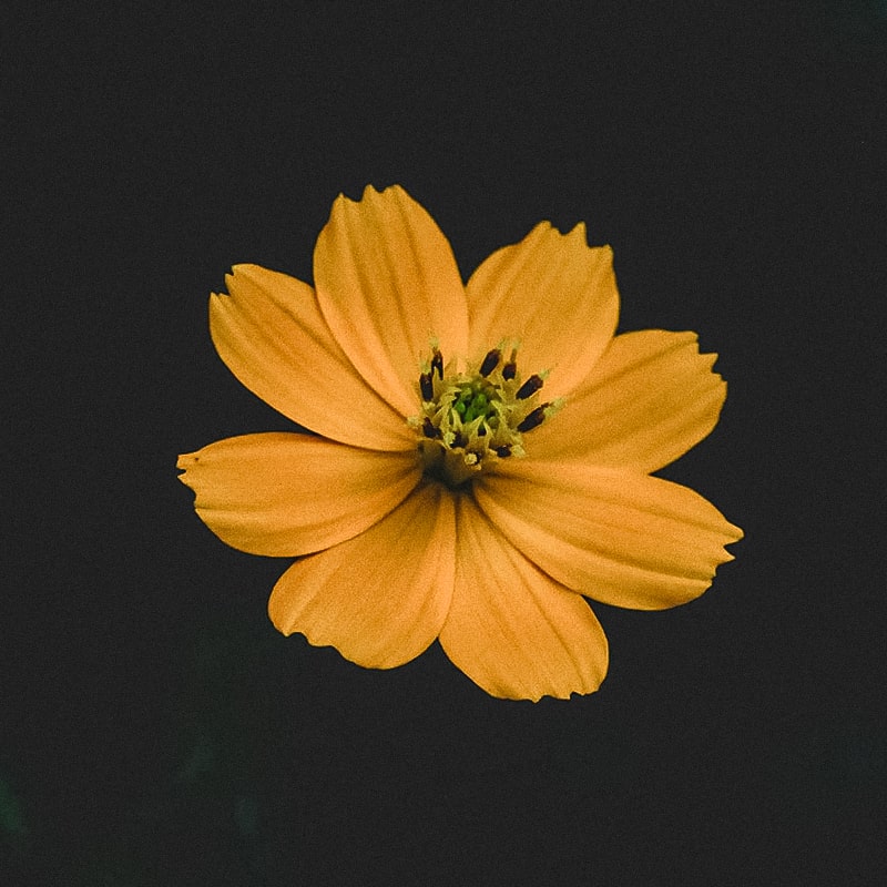 Flower and warmth for mood