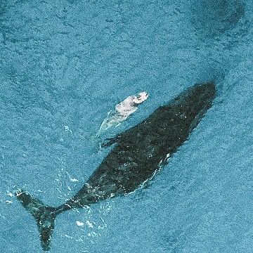 Humpback Mother & Calf